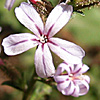 Plumbago europaea