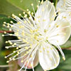 Myrtus communis