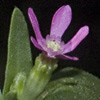 Silene rubella