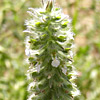 Teucrium stachyophyllum