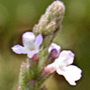 Verbena officinalis