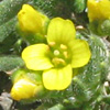 Draba oxycarpa