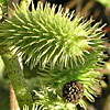 Xanthium italicum