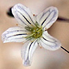 Gypsophila arabica