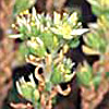 Sedum laconicum