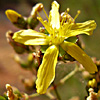 Hypericum languinosum