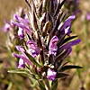 Thymbra spicata