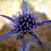 Eryngium falcatum