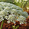 Daucus aureus