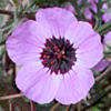 Erodium crassifolium