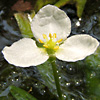 Sagittaria  subulata