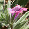 Echium rauwolfii