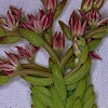 Sedum caespitosum