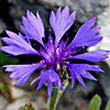 Centaurea cyanoides