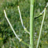 Erysimum verrucosum