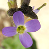 Arabis verna