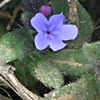 Buglossoides incrassata