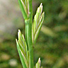 Lolium perenne