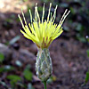 Klasea cerinthifolia