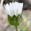 Bellis annua