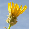 Launaea angustifolia