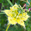 Nigella  ciliaris