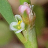 Polygonum aviculare