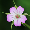 Geranium columbinum