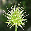 Echinaria capitata