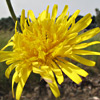 Crepis syriaca