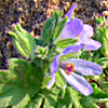 Erodium oxyrhynchum