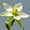 Spergula falax