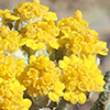 Achillea santolina