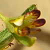 Cleome amblyocarpa 