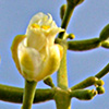 Zygophyllum coccineum