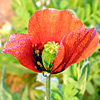 Papaver decaisnei