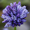 Allium hierochuntinum