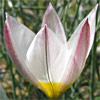 Tulipa polychroma