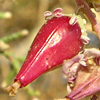 Tamarix passerinoides