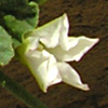 Convolvulus fatmensis