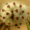 Lasiospermum brachyglossum