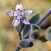 Bolanthus filicaulis