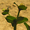 Euphorbia chamaepeplus