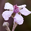 Rubus  sanguineus