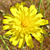 Launaea mucronata