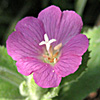 Epilobium  hirsutum