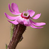 Silene damascena