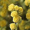 Artemisia judaica