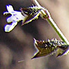 Salvia aegyptiaca