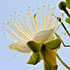 Capparis sinaica